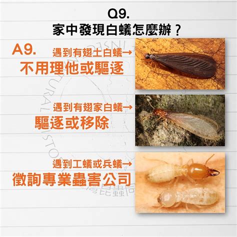 為什麼有白蟻|白蟻怕什麼？防治消滅方法整理包：防堵白蟻入侵5點。